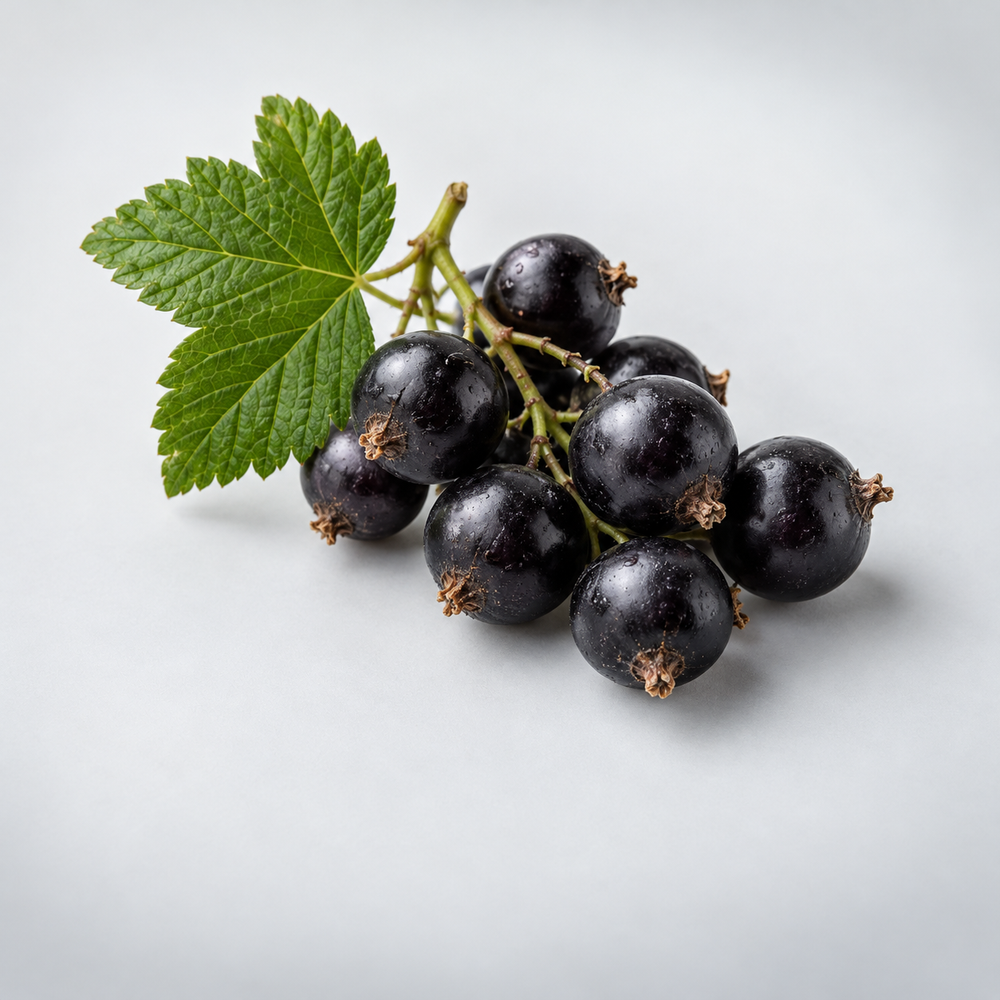 Blackcurrant berries on a sprig with a green leaf