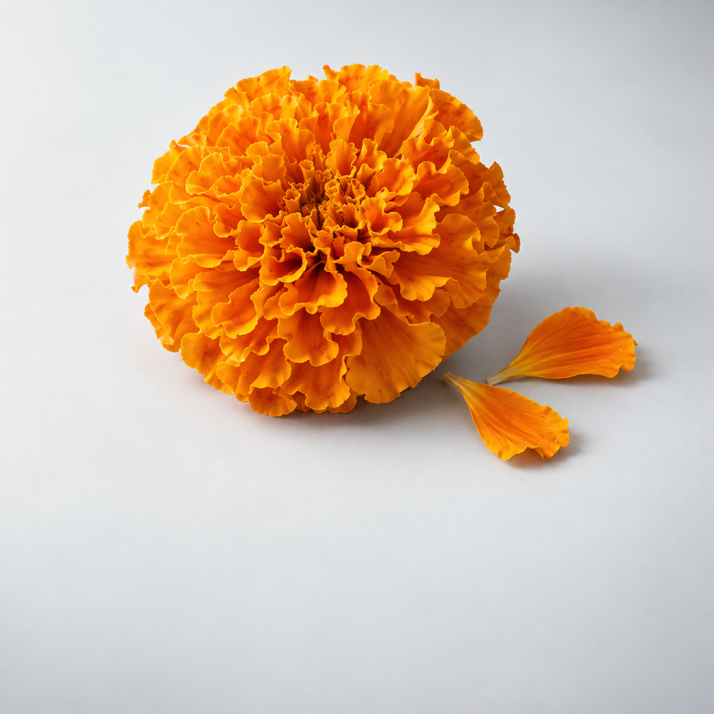 Orange marigold flower representing lutein